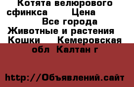 Котята велюрового сфинкса. .. › Цена ­ 15 000 - Все города Животные и растения » Кошки   . Кемеровская обл.,Калтан г.